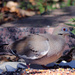 White-winged Dove by gaylewood