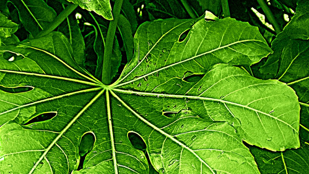 A Fatsia leaf. by grace55