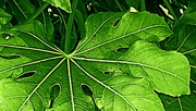 2nd Apr 2016 - A Fatsia leaf.