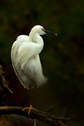 2nd Apr 2016 - The egrets are back!
