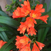 Clivia by jaybutterfield