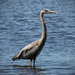 Blue Heron watching out for Lunch! by rickster549
