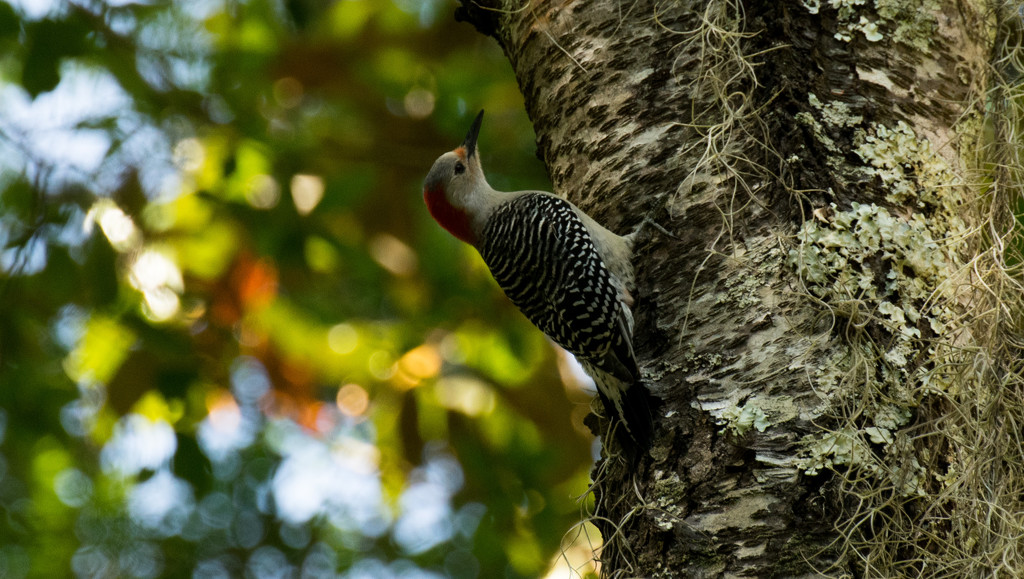 Red-bellied Woodpecker by rickster549