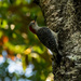 Red-bellied Woodpecker by rickster549