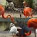 Flamingos, Ibises and Grackles by annepann