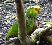 2nd Mar 2016 - Yellow-headed Parrot