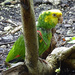 Yellow-headed Parrot by annepann