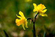 3rd Apr 2016 - Daffodils