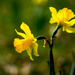 Daffodils by rminer