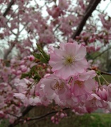 28th Mar 2016 - cherry blossom time!