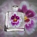 Bottled Orchid by taffy