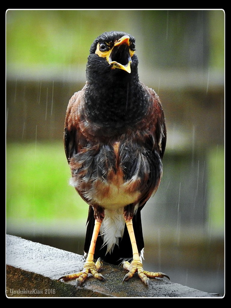 Singing in the rain by yorkshirekiwi