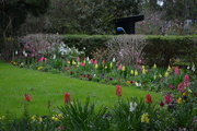 4th Apr 2016 - Snapdragons, Magnolia Gardens