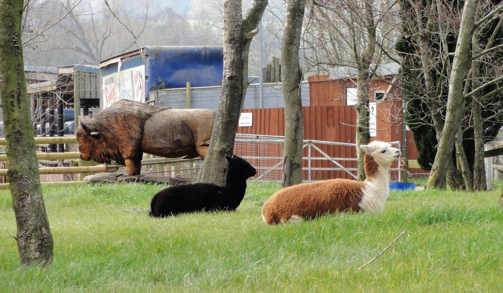 The Buffalo and the alpacas  by beryl