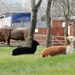 The Buffalo and the alpacas  by beryl