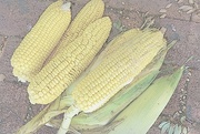 4th Apr 2016 - Husking corn....