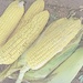 Husking corn.... by leggzy