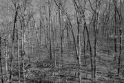 4th Apr 2016 - Monochrome Forest
