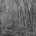 Monochrome Forest by soboy5