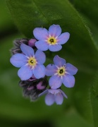 4th Apr 2016 - Forget me not