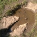 Iguanodon Footprint! by cataylor41