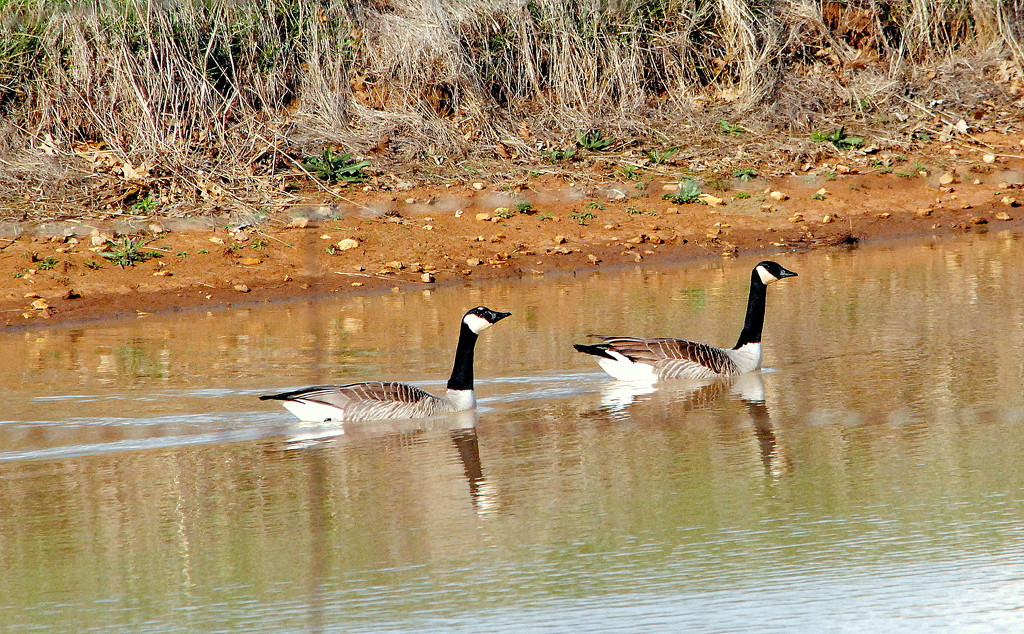 Geese on the Pond by genealogygenie