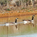 Geese on the Pond by genealogygenie