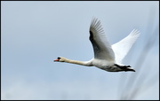 4th Apr 2016 - The flight of the swan