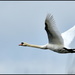 The flight of the swan by rosiekind