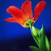 Blue Hour Tulip by genealogygenie