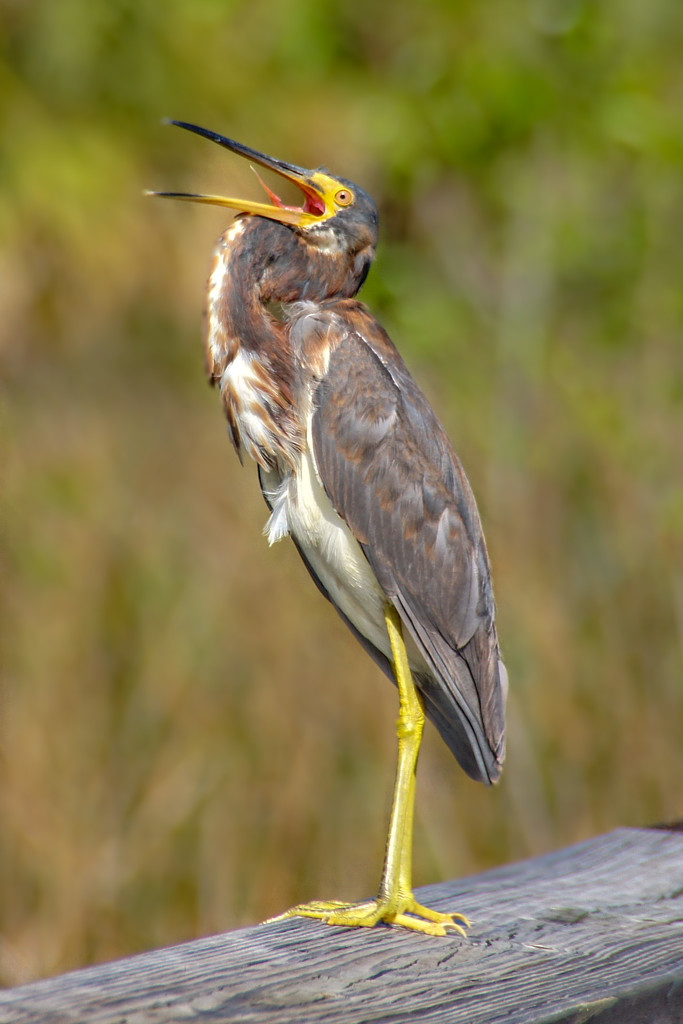 Tri-Colored Heron? by danette