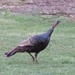 Turkey Hen by mlwd