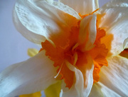 4th Apr 2016 - Centre of a daffodil .....
