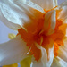 Centre of a daffodil ..... by snowy