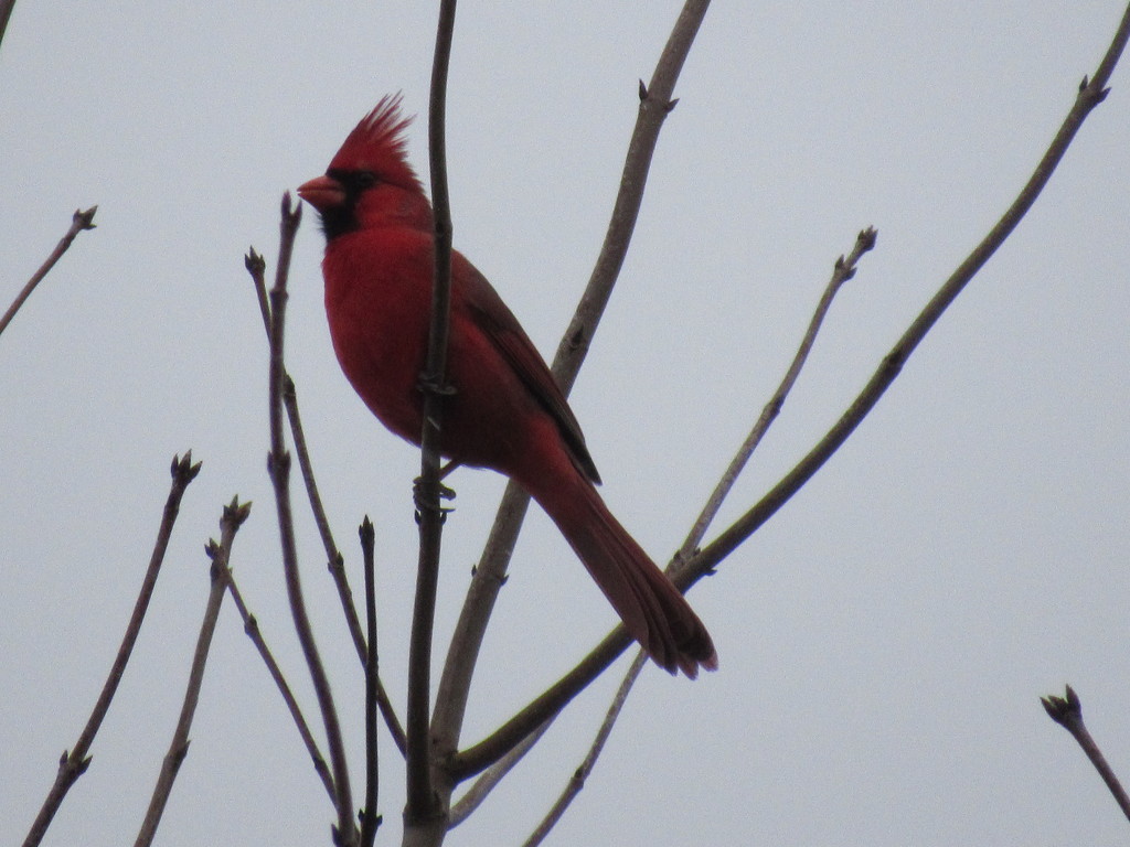 Cardinal by mlwd