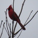 Cardinal by mlwd