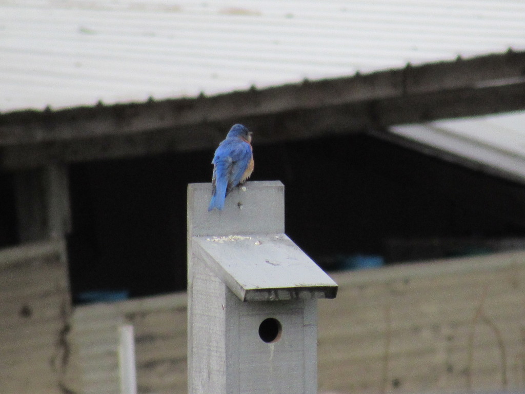 Bluebird by mlwd