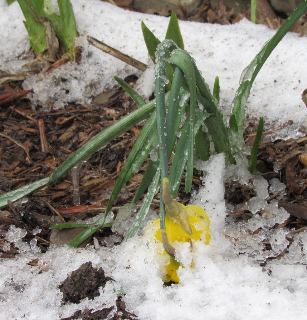 Daffodils and Snow by mlwd