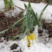 Daffodils and Snow by mlwd