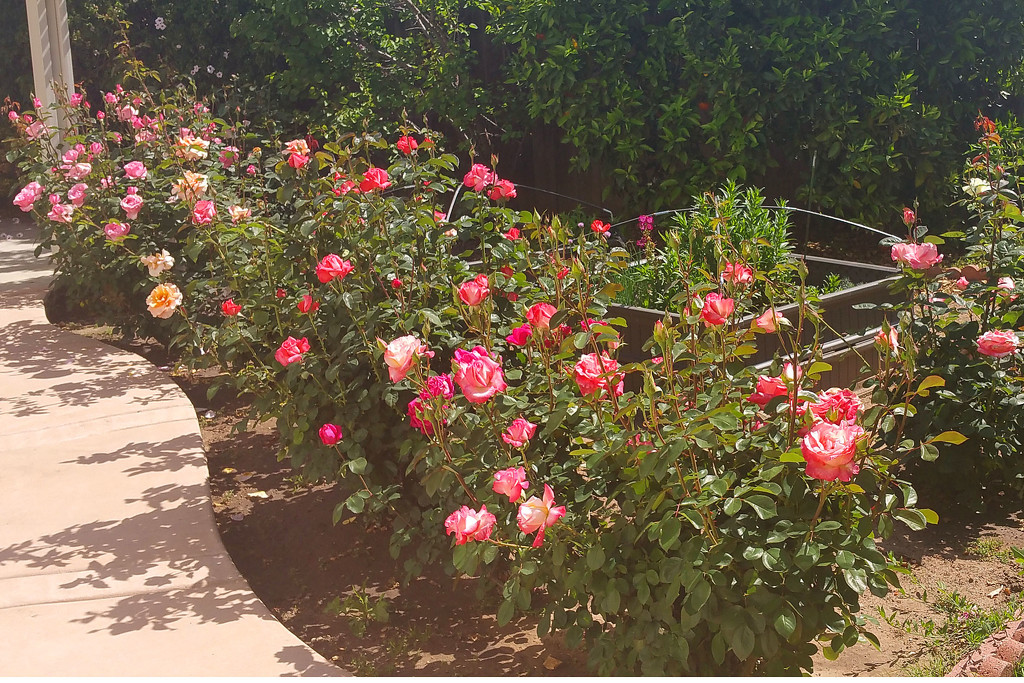 Rose Garden by mariaostrowski