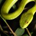 White-lipped pit viper by leonbuys83