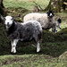 herdwicks with lamb by callymazoo