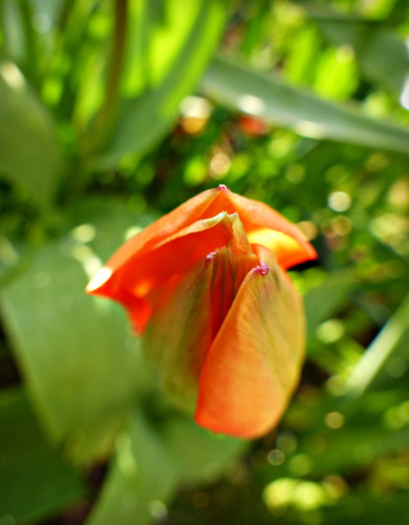 First tulip  by jokristina