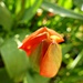 First tulip  by jokristina