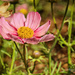 Little Pink Flower by lynne5477