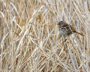 4th Apr 2016 - Song Sparrow in the Grass