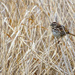 Song Sparrow in the Grass by rminer