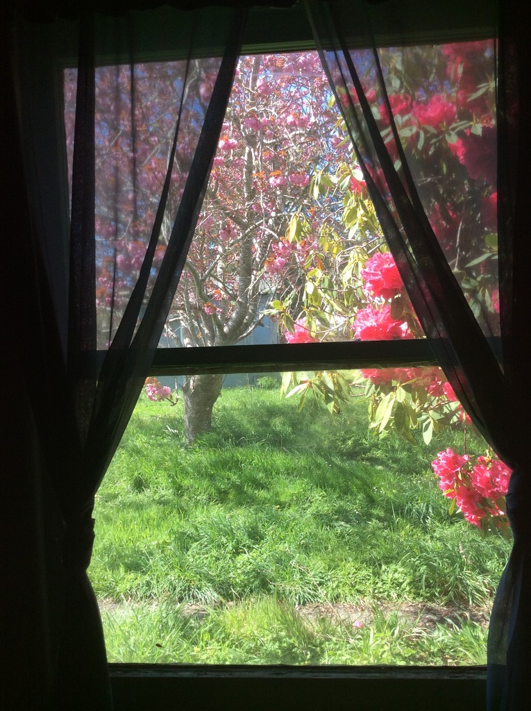 Spring view from my window by pandorasecho