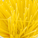 (Day 49) - Spaghetti Sticks by cjphoto
