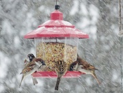 4th Apr 2016 - Sparrows In The Snow